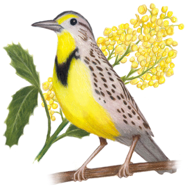 What Is The State Bird And Flower Of Virginia